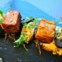 Um prato principal do menu do dia: Naco de porco montanheiro marinado em pimentão fumado e ervas alentejanas
