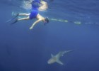 Nadar com tubarões