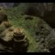 Hang Son Doong. Imagem do vídeo de Ryan Deboodt