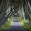 Dark Hedges