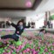 A maior piscina de bolas: um milhão de bolas de plástico rosas e verdes, numa piscina com 25m de comprimento por 12,6m de largura. Em Pudong, Shanghai.