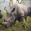 Menção Honrosa - Reserva de Rinocerontes de Ziwa, Uganda