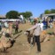 A cidade de Maralal organiza anualmente um festival de camelos, reunindo membros das tribos Samburu, Turkana e Pokot