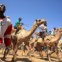 As corridas de camelos são atracção principal do festival