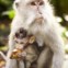 INDONÉSIA. Longtailed Macaque 