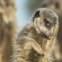 Natureza e Ambiente: menção honrosa para Brigitta Moser (Áustria). Na imagem: o despertar do suricata, em Little Karoo, África do Sul
