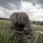 BOTSWANA celebra 50 anos de independência. Parque Chobe
