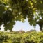 Touriga Nacional e Alvarinho.