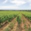 Estilos de vinhos.