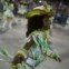 A escola de samba Imperatriz desfila no sambódromo