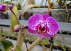 A colecção de orquídeas