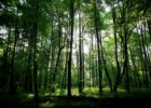 A última floresta primitiva da Europa
