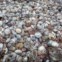 Apreensão de pangolins congelados destinados ao mercado chinês e vietnamita de medicina tradicional (Vencedor de Fotojornalismo) 