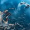 Cardume de caranhas desova perto de Palau, Oceano Pacífico (Vencedor Fotografia Submarina)
