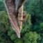 Orangotango-de-bornéu numa floresta da Indonésia (Vencedor do Ano)
