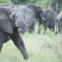 Elefantes no Parque Nacional da  Kissama