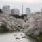 Flores de cerejeira em Tóquio