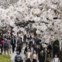 Cherry blossoms are full bloom in Tokyo