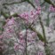 Flores de cerejeira na montanha Minobu