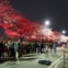 Último dia do festival das flores de cerejeira em Yeouido