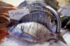 Consumo de peixe na gravidez não protege a criança de doenças respiratórias