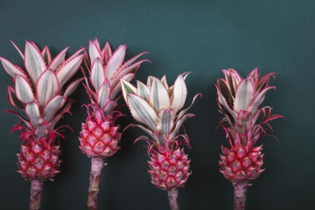 Apesar de ser geneticamente modificado, o abacaxi rosa é seguro, diz a FDA