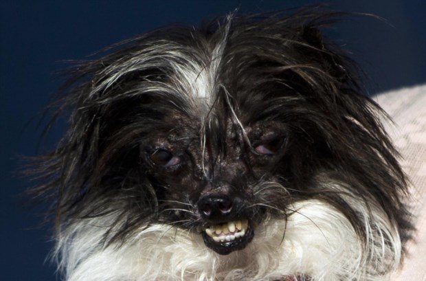 Em 2014, o vencedor do concurso de cão mais feio do mundo foi Peanut