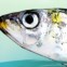 Em Setúbal, a sardinha é rainha