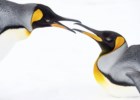 Dois pinguins entre as melhores fotos da National Geographic