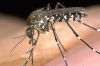 O mosquito é o transmissor da doença