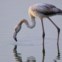 Flamingo nas salinas de Aveiro