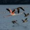 Flamingo nas salinas de Aveiro