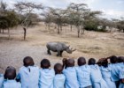 O rinoceronte branco e outros animais que precisam de ajuda