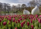 O Jardim da Europa tem sete milhões de flores mas este ano o espectáculo só tem visitas virtuais
