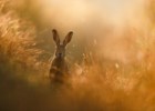 Fotógrafo de Natureza do Ano: uma lebre "sonhadora, curiosa, cuidadosa, amedrontada" venceu a corrida
