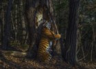 O abraço de um tigre a uma “floresta mágica”: as melhores fotografias de vida selvagem do ano