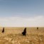 As mulheres à procura de trufas no deserto