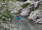 Sakura, Japão em flor