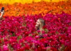 Os campos floridos e os <i>likes</i> no Instagram