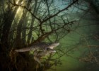 João Rodrigues (e uma desova de salamandras) é um dos vencedores Wildlife Photographer of the Year