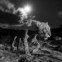 Melhor portefólio Mundo Vivo: Will passou um ano a fotografar leopardos à noite no Quénia - aqui, com efeito de uma longa exposição