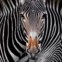 Melhor imagem num portefólio Mundo Vivo: olhos nos olhos com uma zebra, a outra virou-se como é tradição - parque Lewa, Quénia