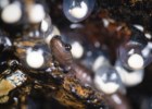 Uma salamandra e os seus ovos vencem prémio de fotografia de natureza