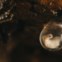 Salamandra-lusitânica. Menção honrosa em Répteis e Anfíbios
