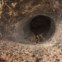 O labirinto da Agelena labyrinthica. Uma aranha-de-labirinto encontrada no Parque Natural do Alvão. Menção honrosa em  Peixes e Invertebrados
