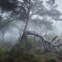 Fotografia panorâmica de uma zona densa de pinheiro manso na Mata Nacional dos Medos em Almada. 2º lugar em Flora e Fungos
