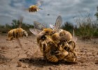 Uma bola de acasalamento de abelhas e outros momentos raros do nosso planeta