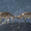 Cabra-montês no Parque Natural da Peneda-Gerês