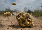 Bola de abelhas a rolar pelo Texas vence Wildlife Photographer of the Year