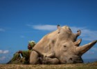 As "melhores fotografias de viagem do ano", do "último rinoceronte" a cavalos que "pescam" camarão